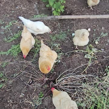 OMC! Friendly little flock - Happy hunters of all things edible!🐔😊🍒🍓#friendly #little #flock #shorts