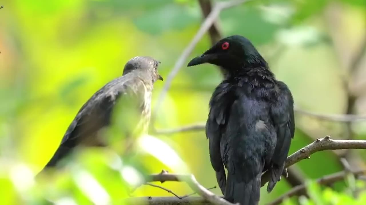Wildlife