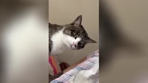 Try_Not_To_Laugh😹🤣 New Funny Cats And Dog Video 🤣😻🐶 Part,02