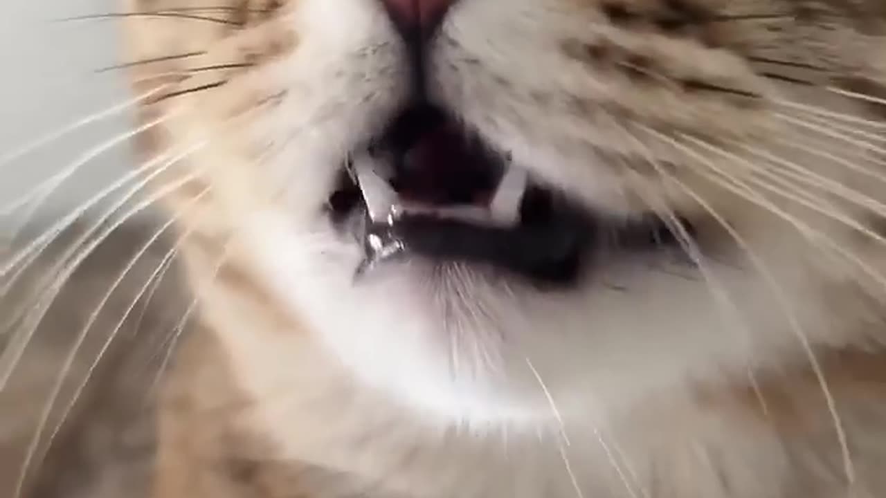 Kitten meowing for attracting other cats