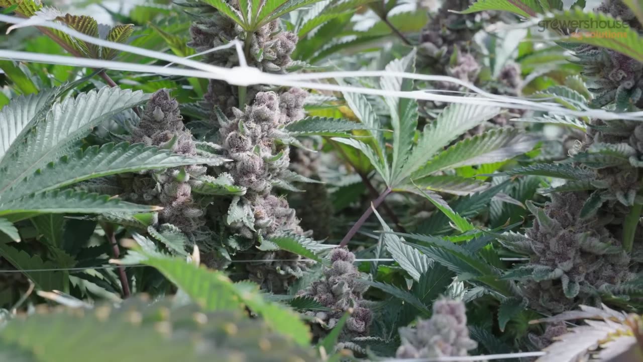Behind the curtain at the largest Cannabis GreenHouse on the Eastern Seaboard!