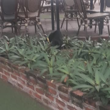 Black cat 🐈‍⬛️