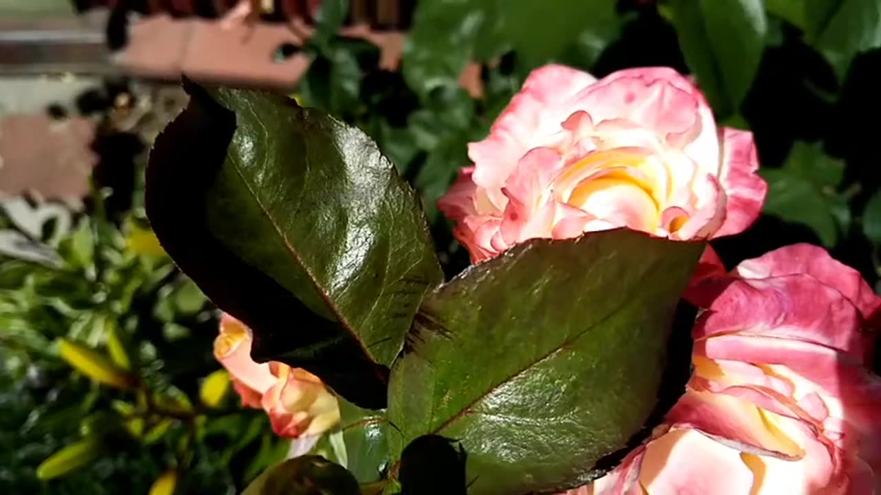 Юльця розумниця.