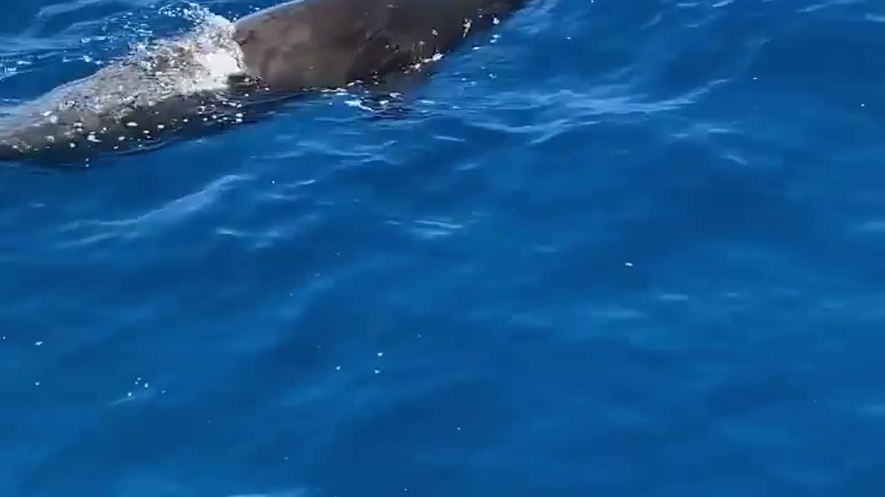 Wildlife