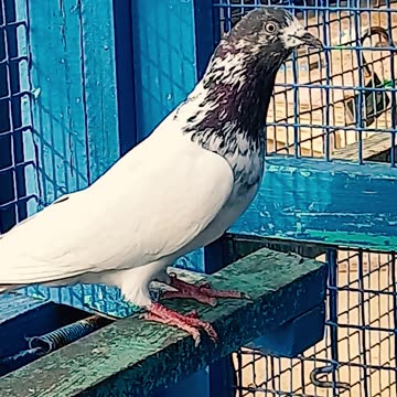 ustad masood shaikh pigeons
