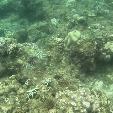 Snorkeling Over Nature’s Comeback, A Reef Revival