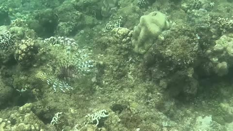 Snorkeling Over Nature’s Comeback, A Reef Revival