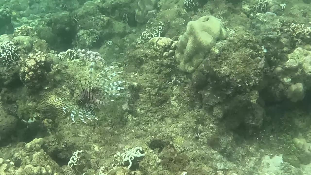 Snorkeling Over Nature’s Comeback, A Reef Revival
