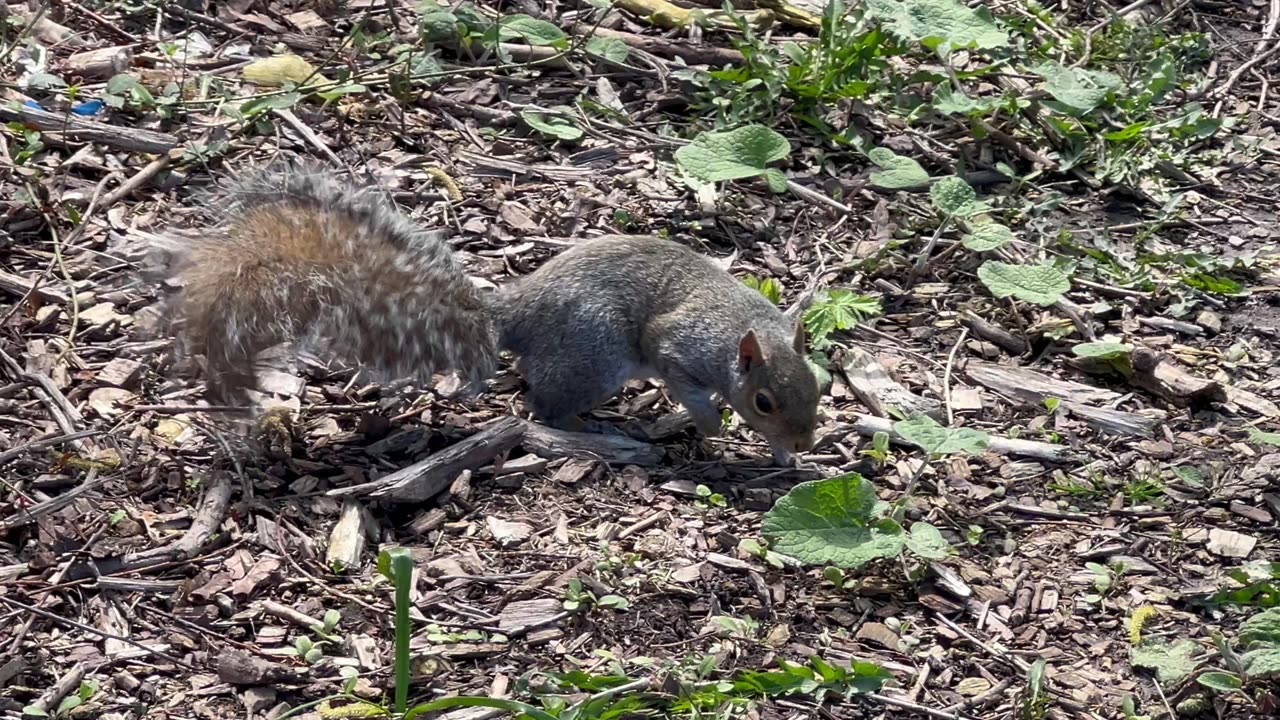 Grey Squirrel at the start of my park walk