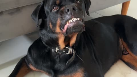 Rottweiler Curls Lip At Thought Of Stink