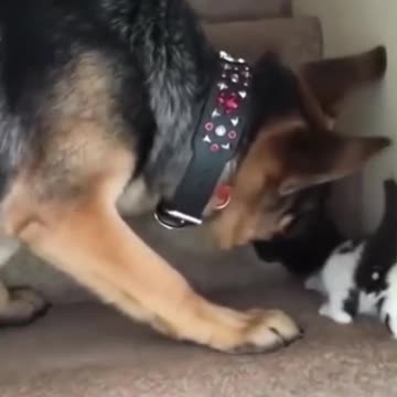 Impressive dog and cat friendship