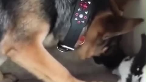 Impressive dog and cat friendship