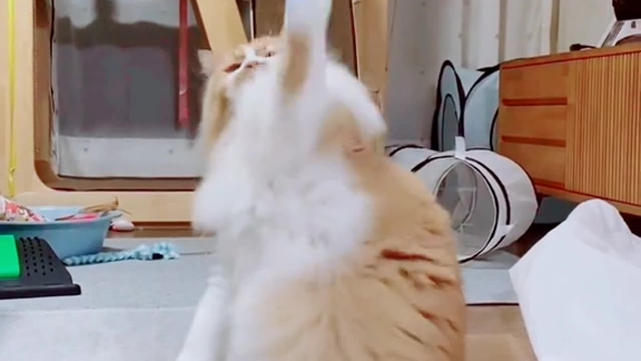 Funny Cat videos