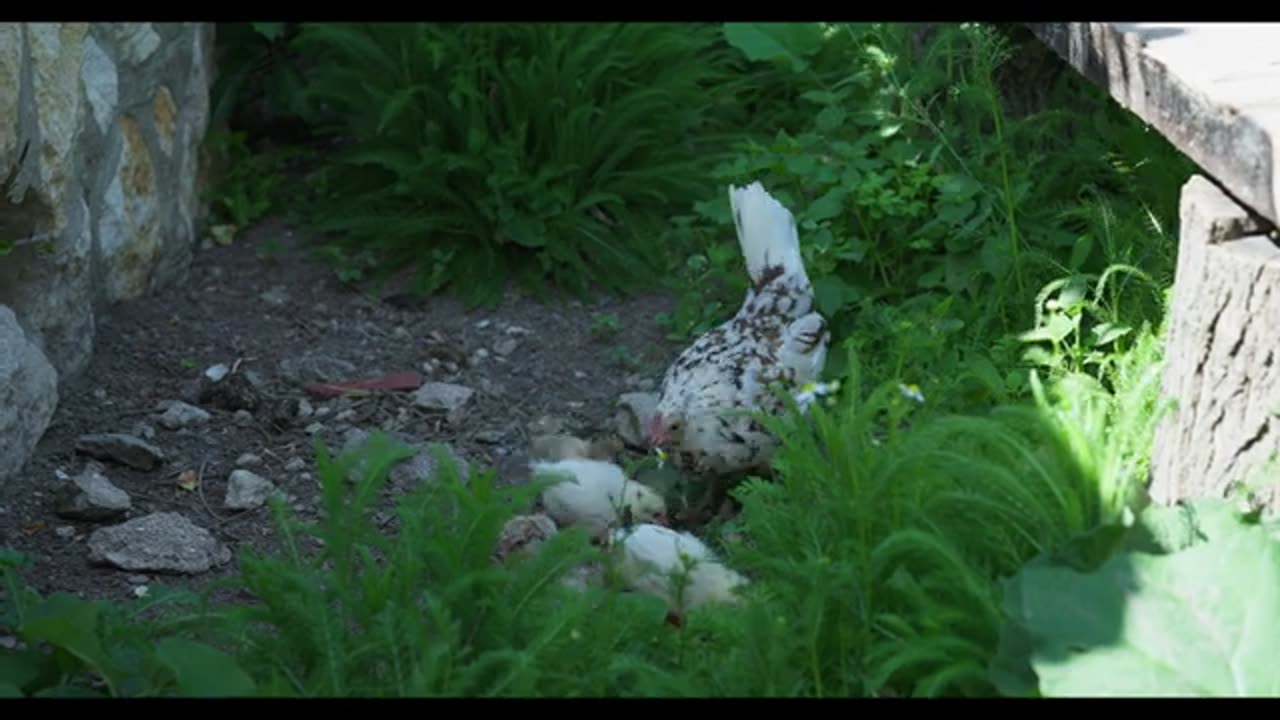 Lifestyle of a Woman Living ALONE in a Village in Eastern Europe