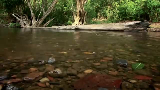Longest Snake On Earth Eats A Deer Whole | Wildest Islands Of Indonesia