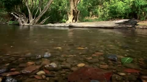 Longest Snake On Earth Eats A Deer Whole | Wildest Islands Of Indonesia