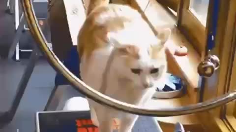 Cute Cat Gif
