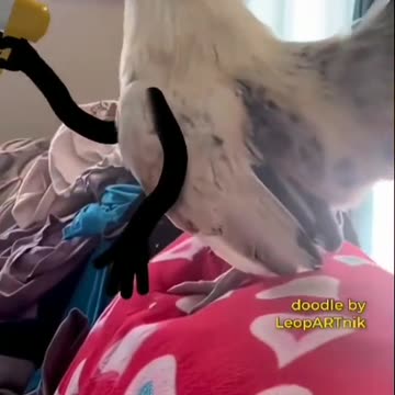 Bird Sketching Adventures: Step by Step