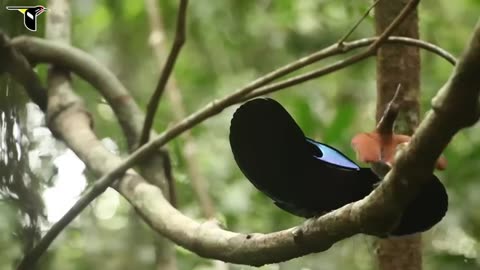 Magnificent Riflebird