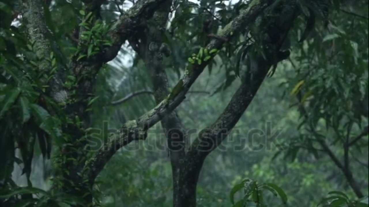 2 Hours of Rain sounds
