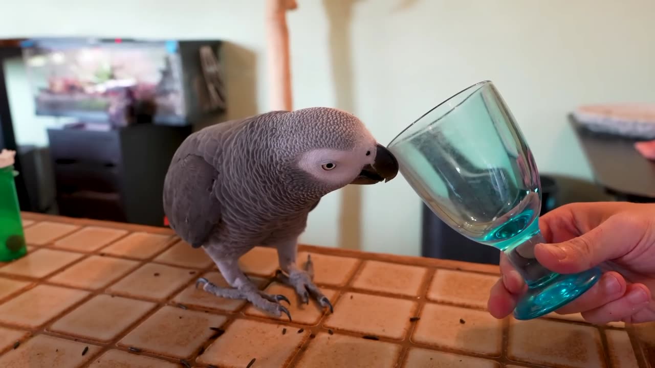 A sweet and cute grey color parrot is talking with honour.