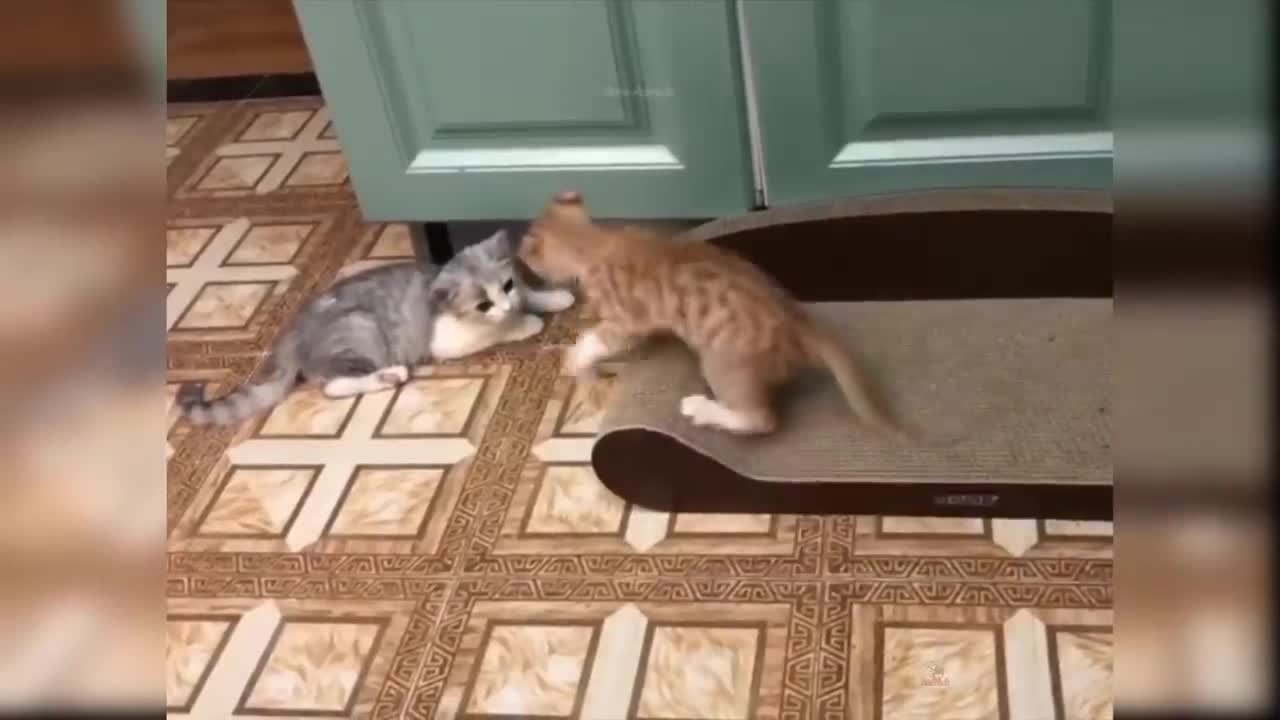 Funny Cat open the door🚪