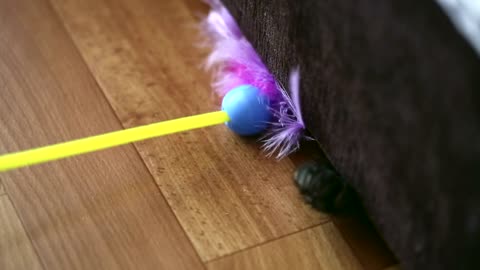 Cat under the couch playing with feathers