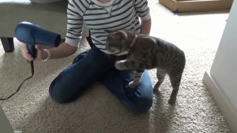 healing funny crazy cats are wonderful creatures