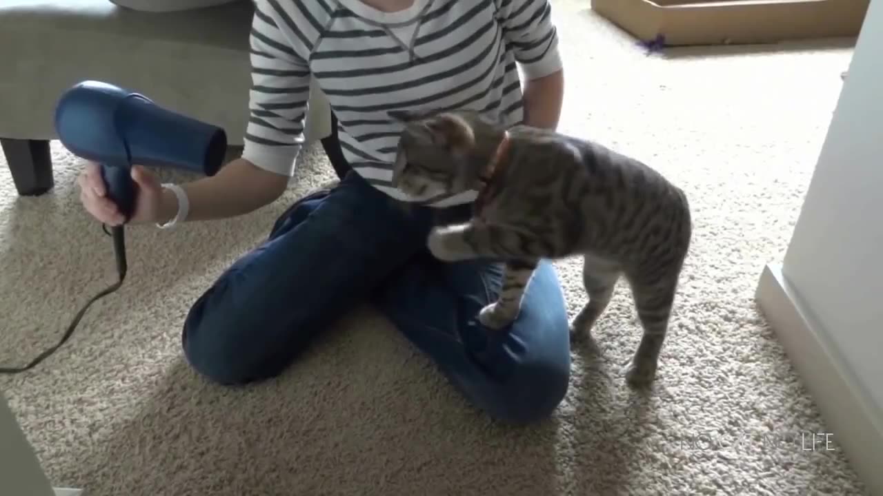 healing funny crazy cats are wonderful creatures