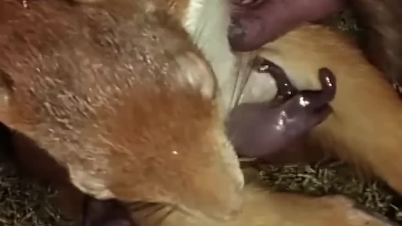 animals give birth to young