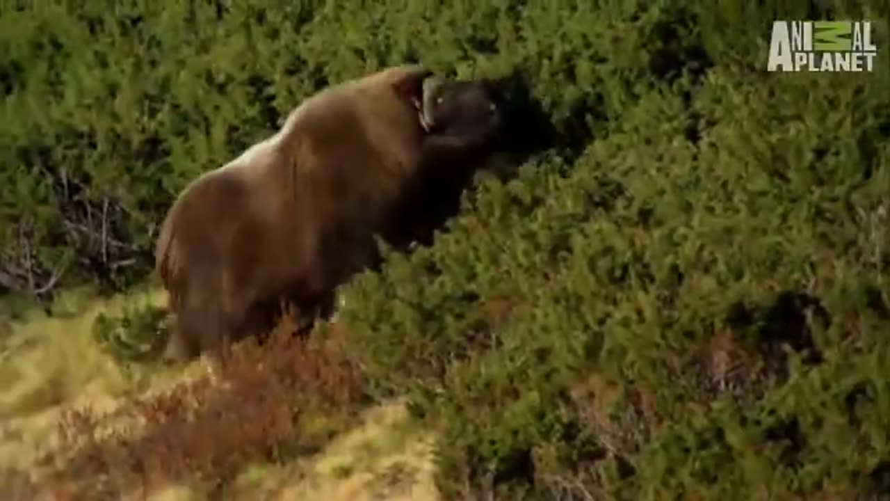 Viking Wilderness - Muskox High Speed Collision