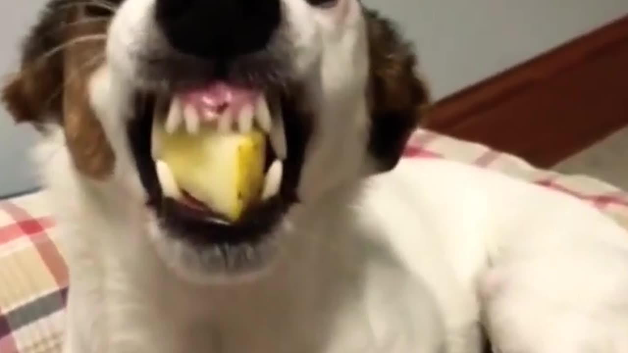 Funny Dog