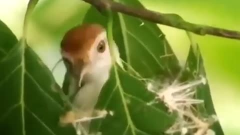 Nature's Architect #shorts #shortvideo #video #virals #videoviral