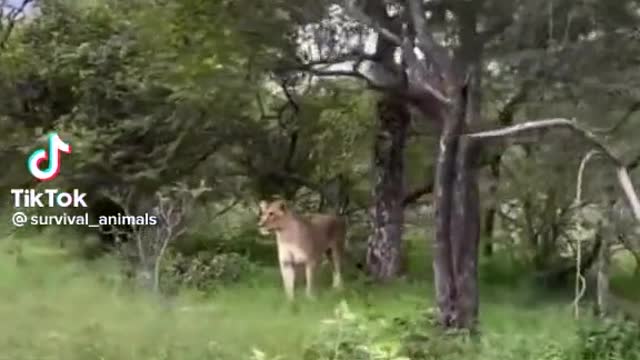 the dog knew not to bark 😂