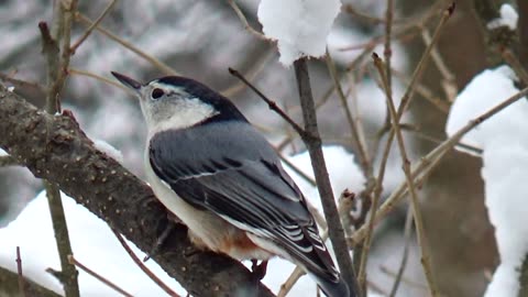 Tufted Titmouse and Nuthatch