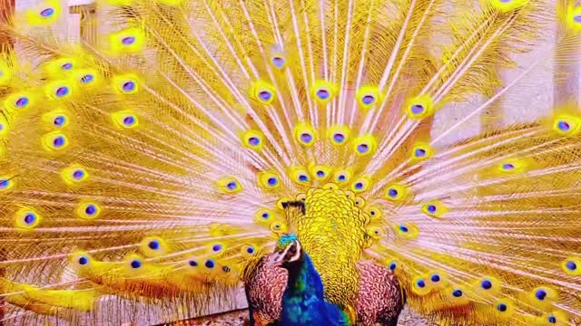 Yellow peacock 🦚
