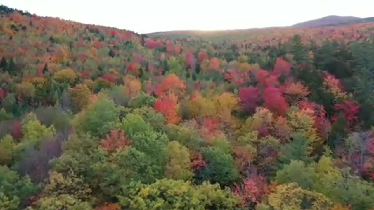 Changing Colors Of A Forest In Autumn