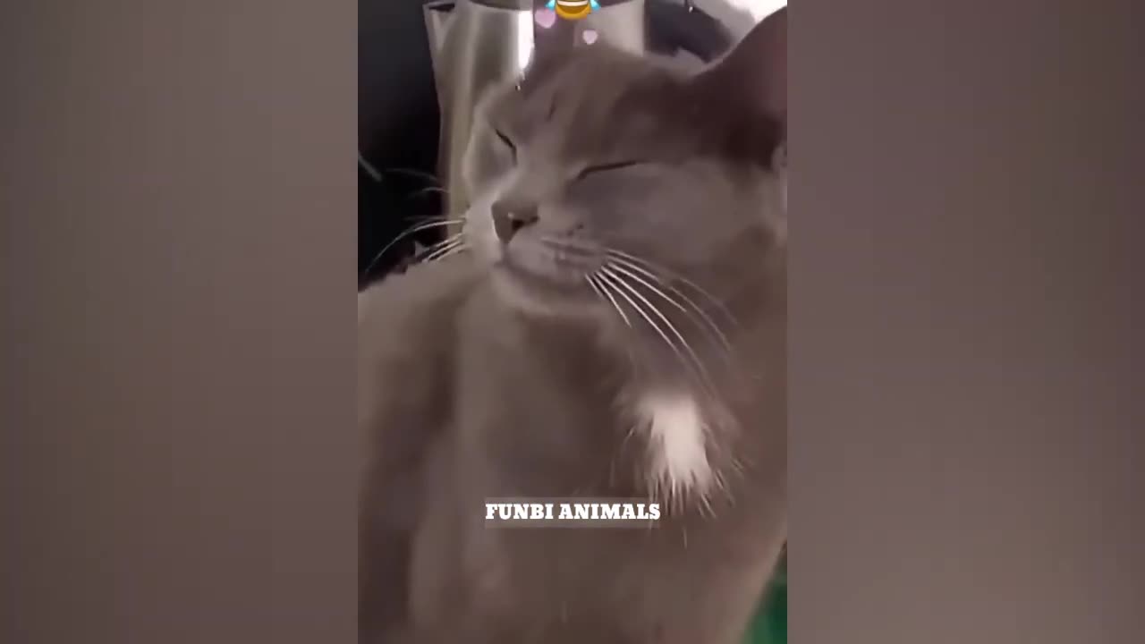 Funny Videos Viral Animals Part 5