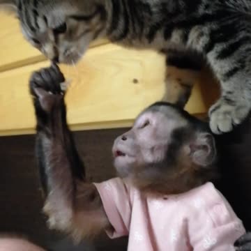 Обезьяна кормит кота
