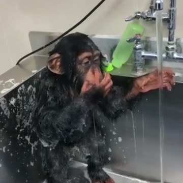 Monkey taking bath