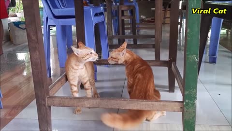 Funny Cat Video