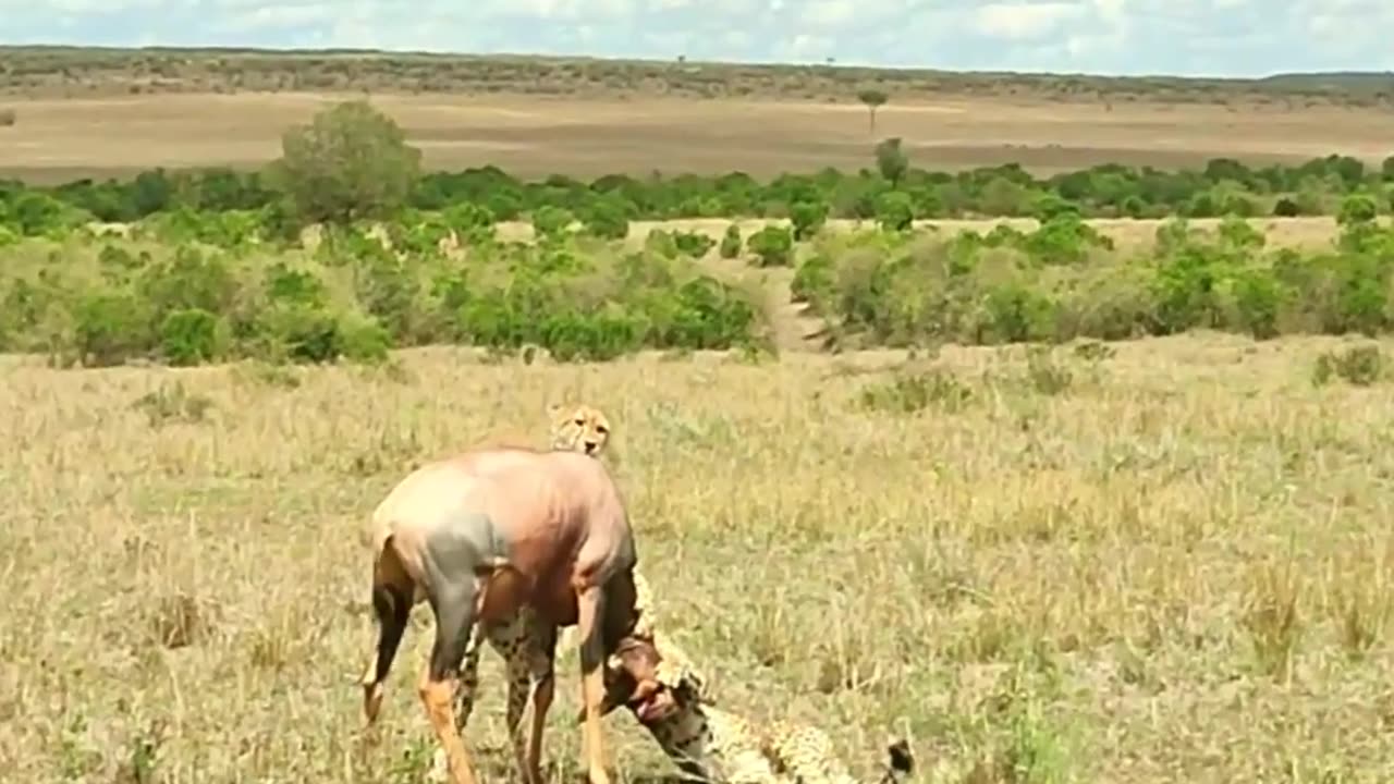 Two Cheetah Brother Try Hunting Down a Big Topi Hyena Grabs It From Them