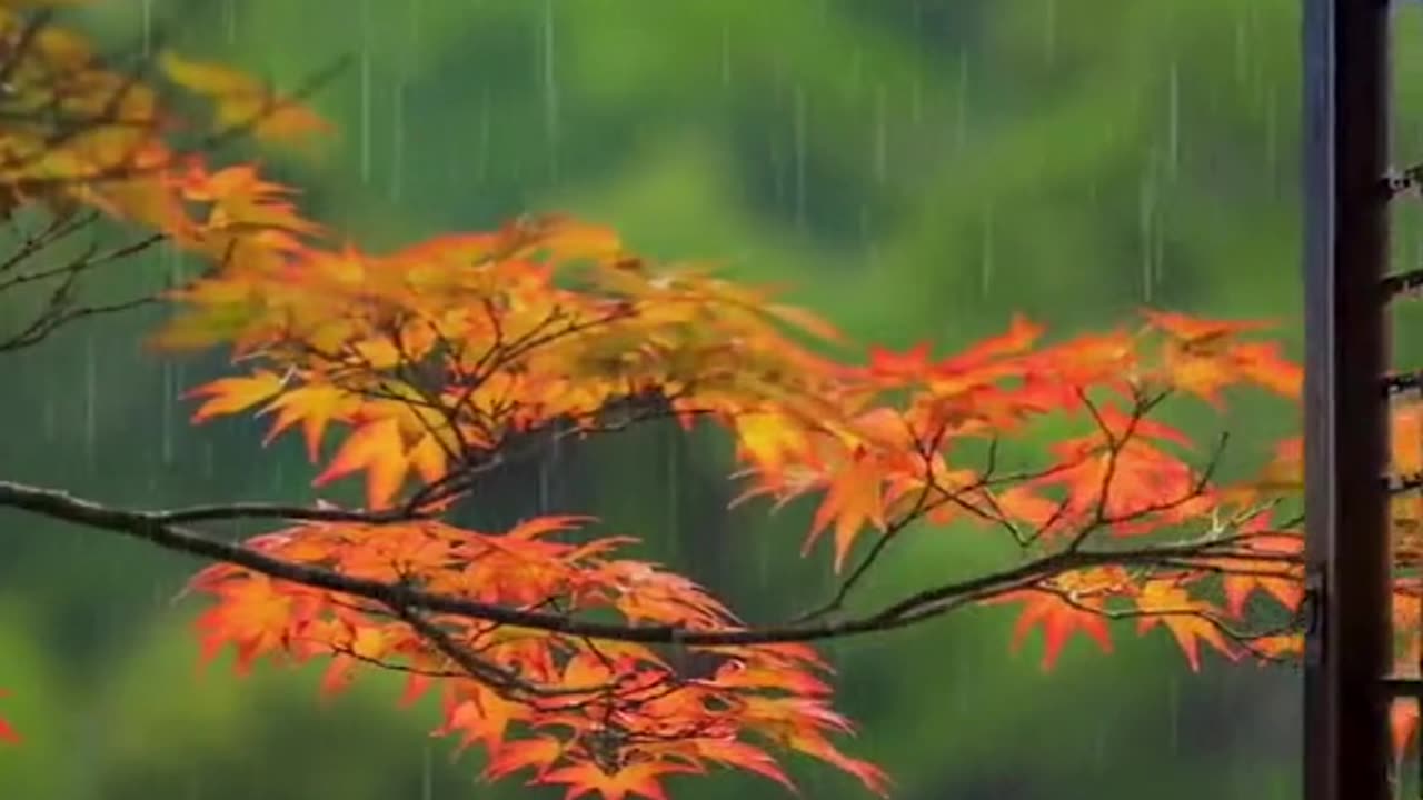 🔴 Relaxing Music 24/7, Sleep Music, Stress Relief Music, Spa, Meditation, Yoga, Zen, Sleeping Music