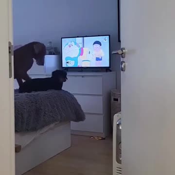Dogs love cartoons too ❤️