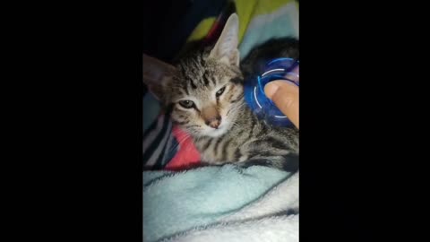 Funniest cat compilation 2022