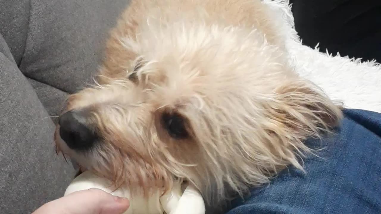 BERKELEY AND THE RAWHIDE