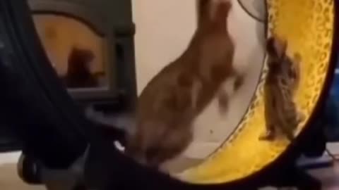 Funny cats being silly on a revolving wheel of fun