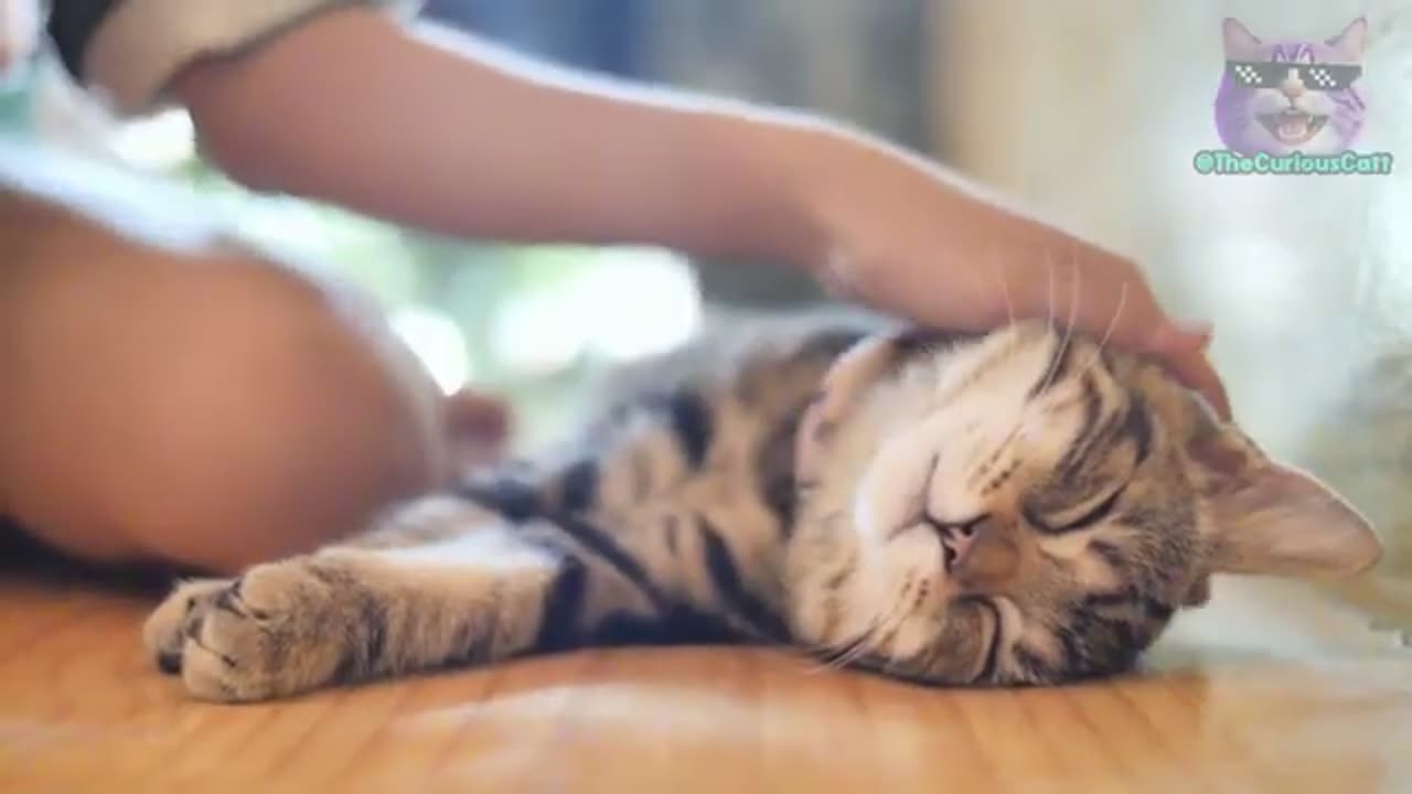 5 Secret Ways to Tell Your Cat You Love Them!