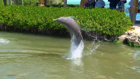 Dolphin Dance Video