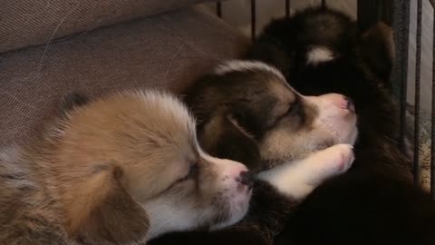 Cute Doggies sleeping video😍